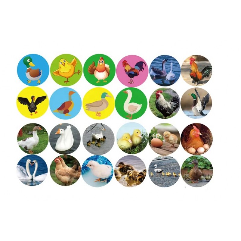 Πουλερικά Με Προτζέκτορα Lazarid