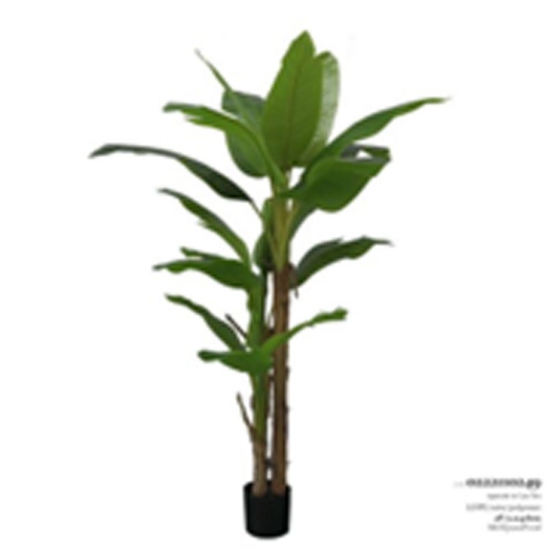 Φυτό Μπανανιά 210Εκ. x3 Με 20 Φύλλα Σε Μαύρη Πλαστική Γλάστρα (Φ18x20Εκ)