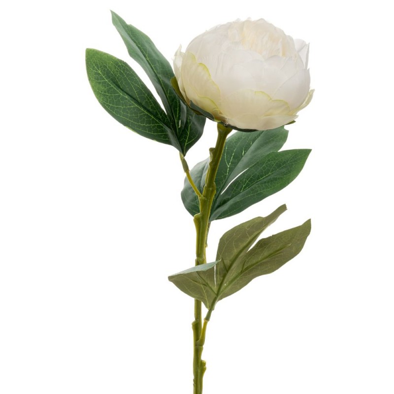 Λευκη Παιωνια Κλαδι 66Εκ