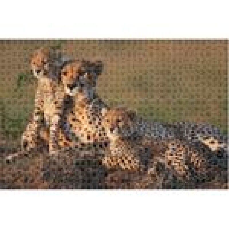 Παζλ 1000Τμχ Animal Planet Οικογένεια Τσιταχ 570697 Luna