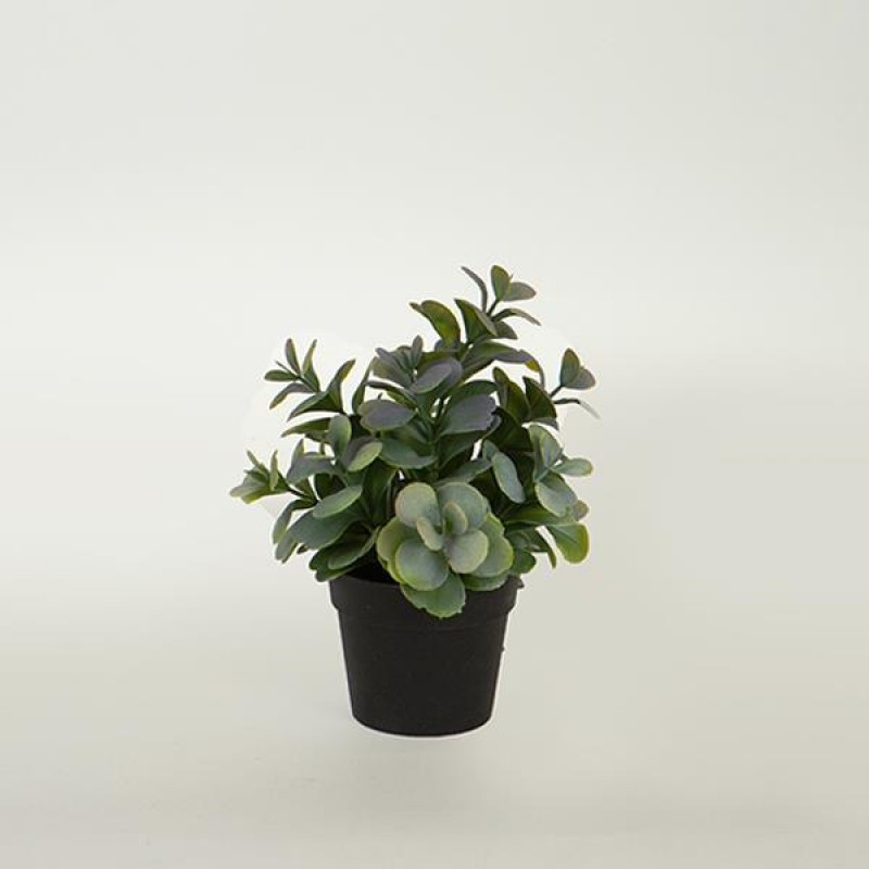 Φυτό Σε Γλαστράκι Πράσινο-Μωβ 17Εκ Estheti 