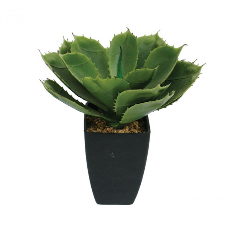 Φυτό "Aloes" Σε Μαύρο Κασπώ Υ26εκ